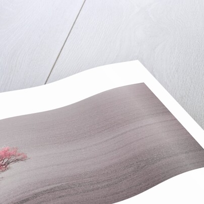 Single tree in foggy field by Assaf Frank